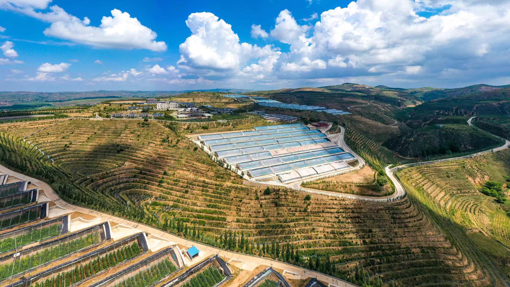 榆嶺窊村豐禾農(nóng)場(chǎng)的果蔬大棚。