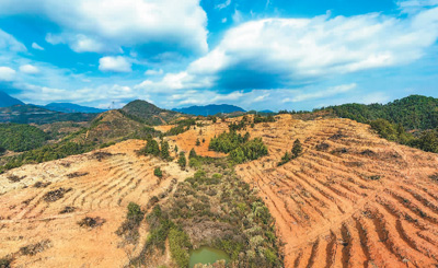 近年來，江西省撫州市南豐縣市山鎮(zhèn)竹源村因地制宜扶持當(dāng)?shù)剞r(nóng)戶利用荒山坡地種植油茶，使油茶成為山區(qū)群眾致富奔小康的綠色產(chǎn)業(yè)。圖為竹源村油茶種植區(qū)。 謝 東攝（人民視覺）