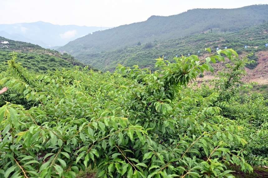 柑園村漫山遍野的脆李樹。鄒樂攝