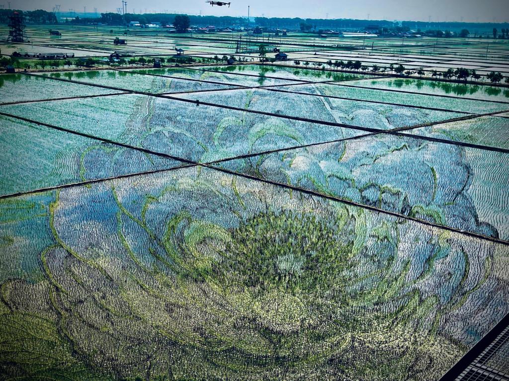 國色山河主題稻田畫。人民網(wǎng)記者 任妍攝