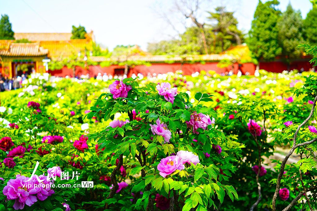 北京：景山公園牡丹進(jìn)入最佳觀賞期