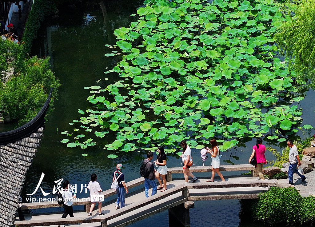 江蘇蘇州：拙政園夏荷疊翠享清涼