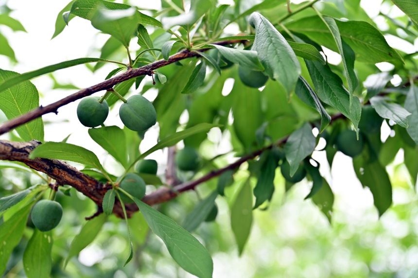 巫山縣曲尺鄉(xiāng)柑園村的脆李樹掛滿青果。鄒樂攝