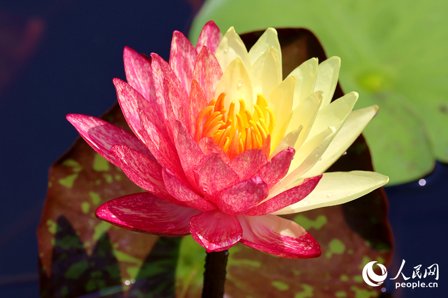 廈門海灣公園中，雙色睡蓮嬌艷欲滴。人民網(wǎng)記者 陳博攝